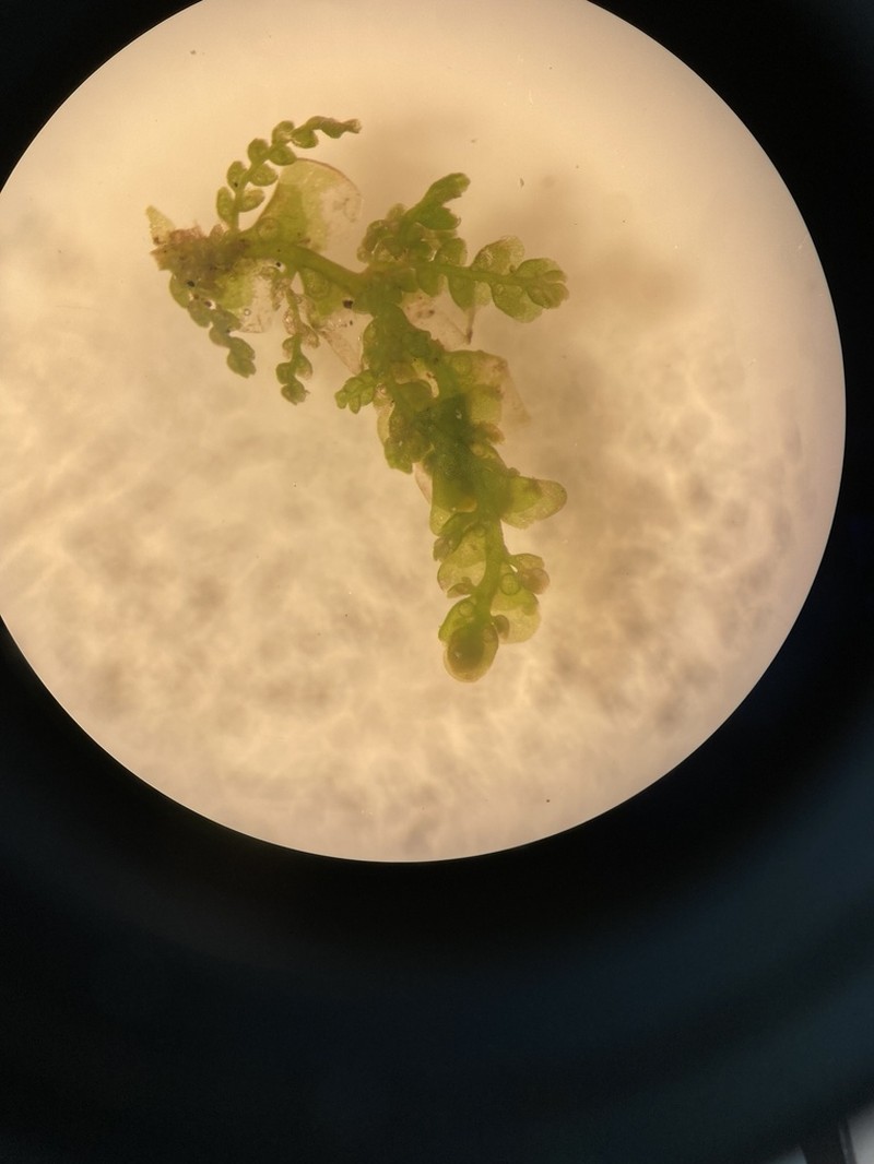 Radula prolifera