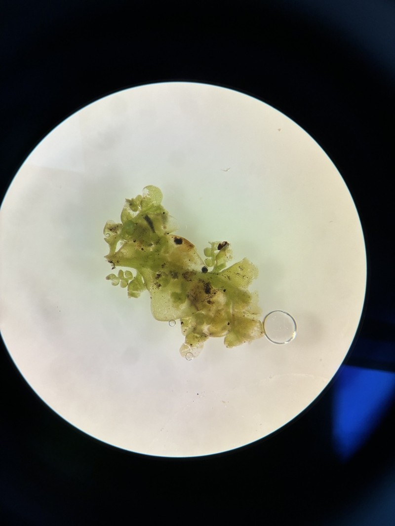 Radula prolifera photo 2
