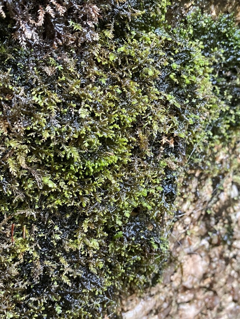 Radula tena