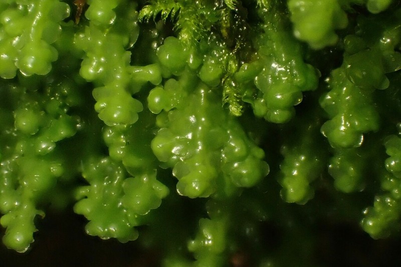 Radula voluta