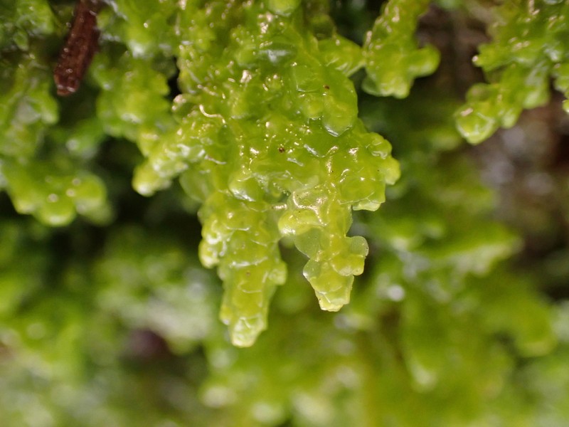 Radula voluta photo 2