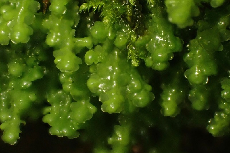 Radula voluta photo 4