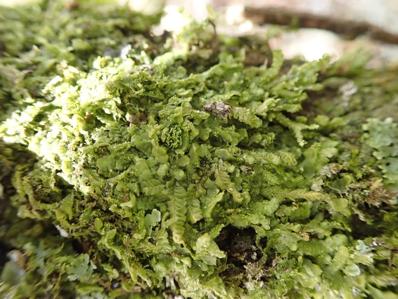 Radula voluta photo 5