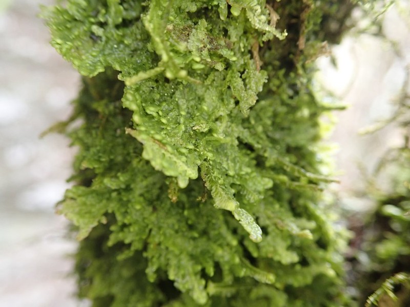 Radula voluta photo 6