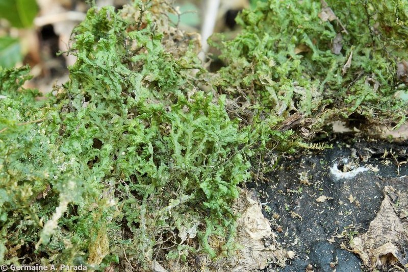 Radula voluta photo 7