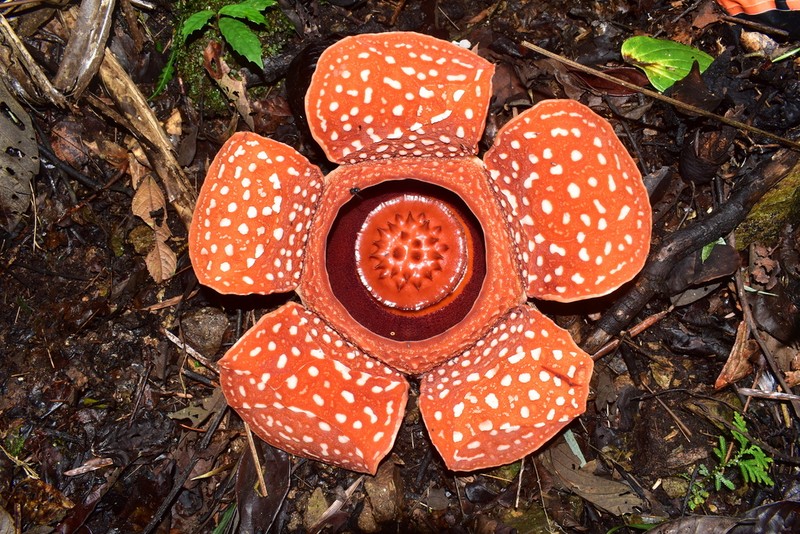 Rafflesia banaoana