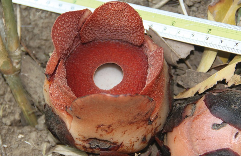 Rafflesia consueloae