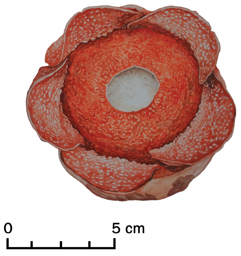 Rafflesia consueloae photo 2