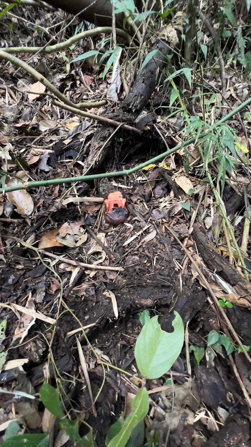 Rafflesia consueloae photo 3