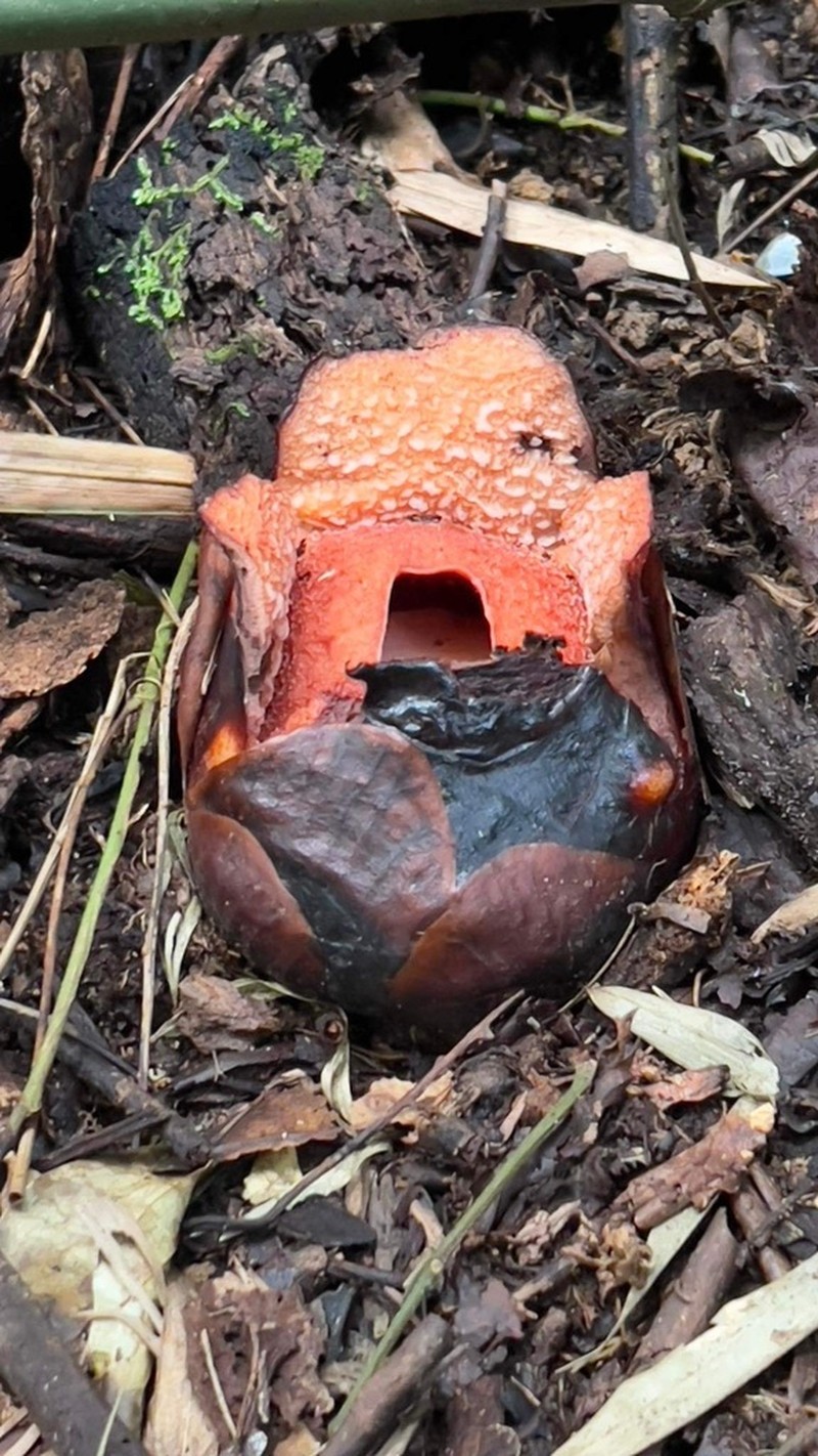 Rafflesia consueloae photo 4