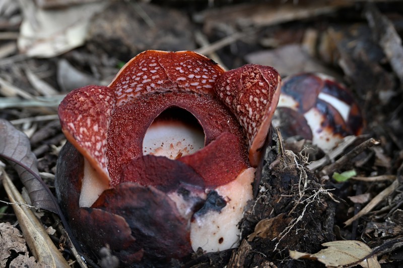 Rafflesia consueloae photo 6