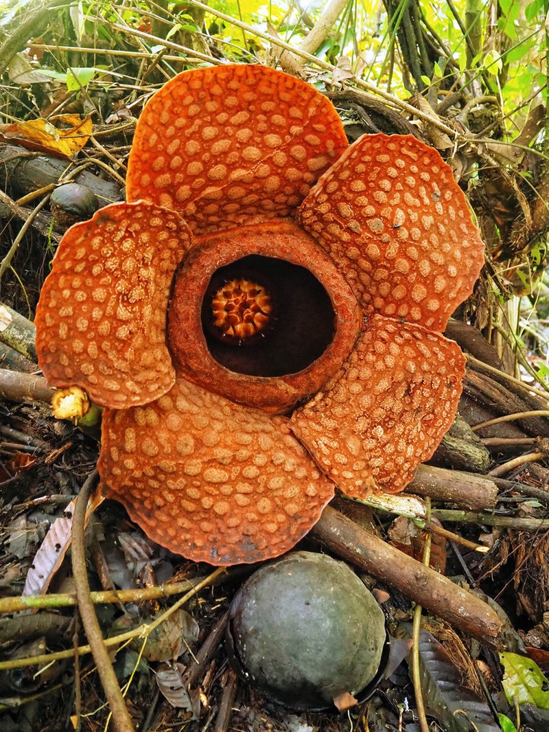 Rafflesia kemumu photo 2
