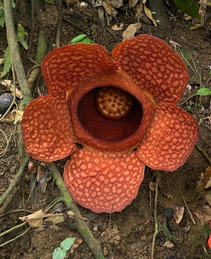 Rafflesia kemumu photo 3