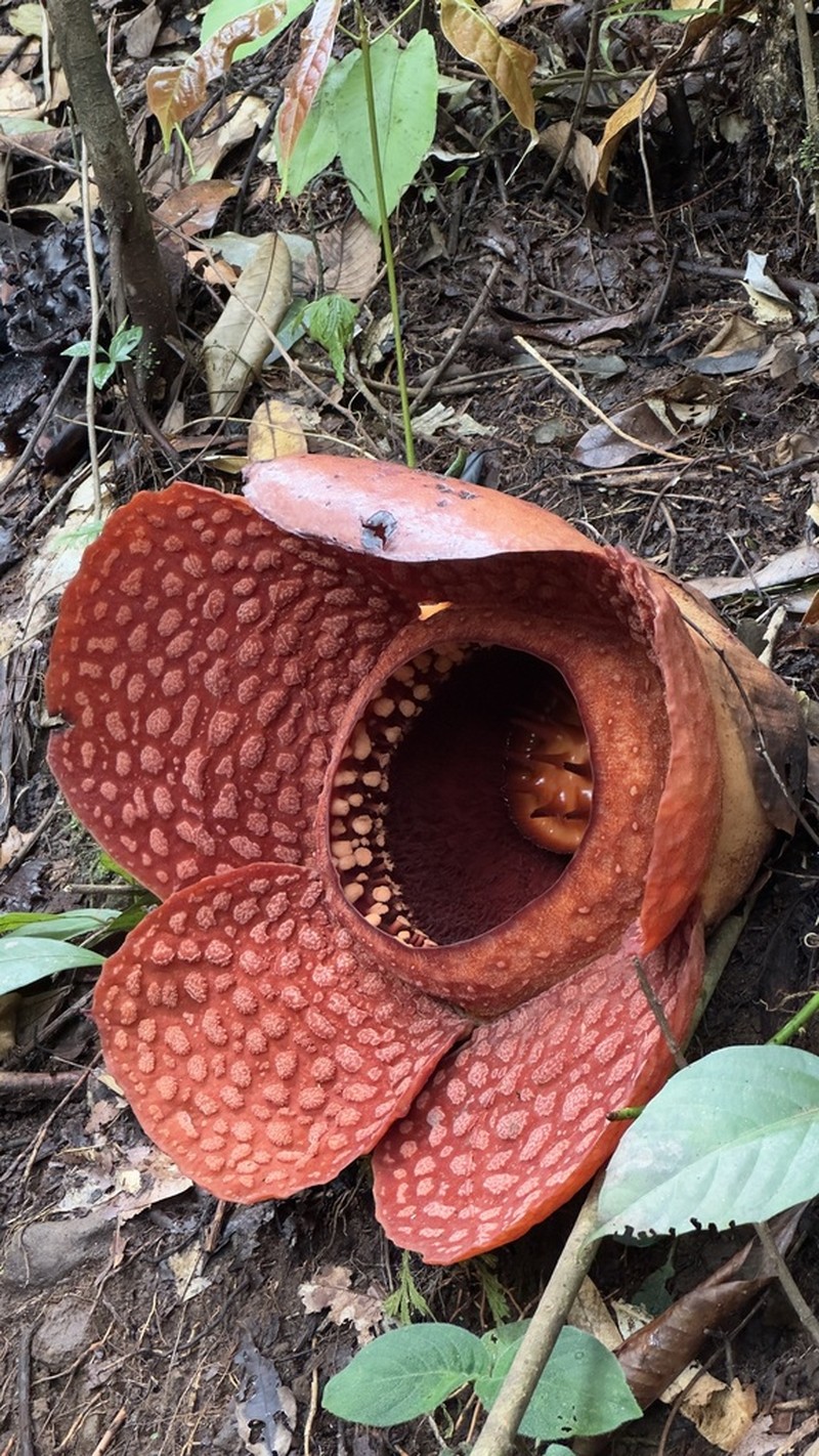 Rafflesia kemumu photo 4