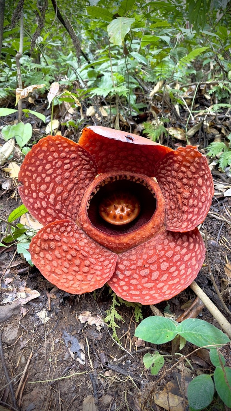 Rafflesia kemumu photo 5