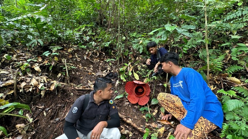 Rafflesia kemumu photo 6
