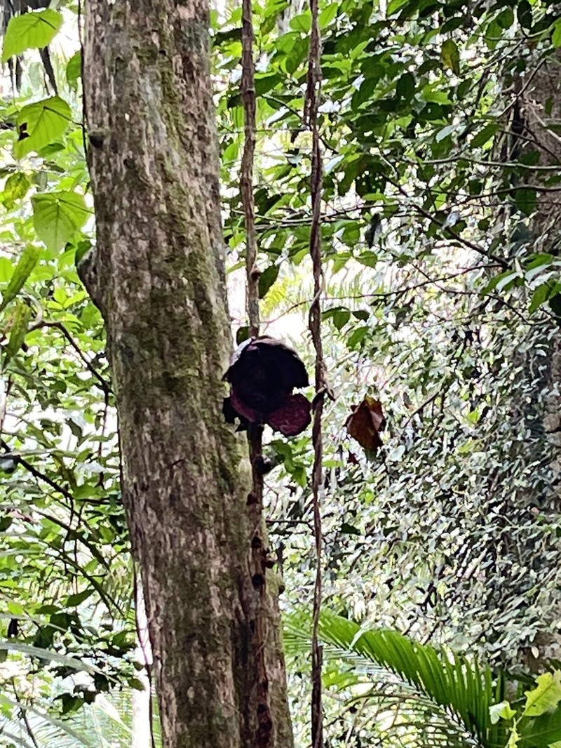 Rafflesia tiomanensis