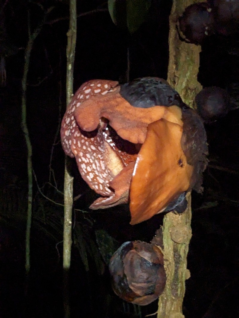 Rafflesia tiomanensis photo 2
