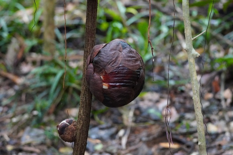 Rafflesia tiomanensis photo 3