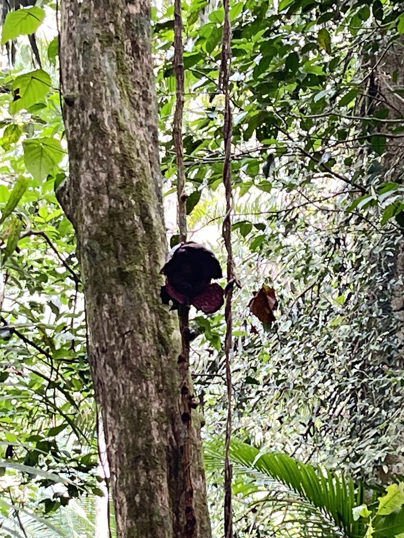 Rafflesia tiomanensis photo 4