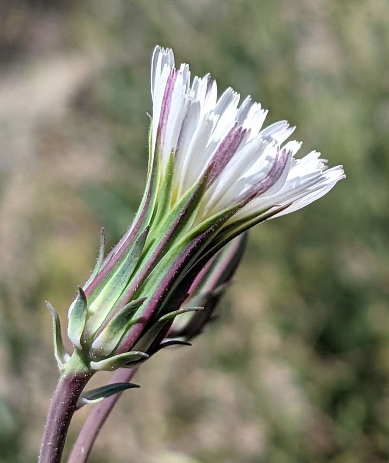 California Plumeseed photo 2