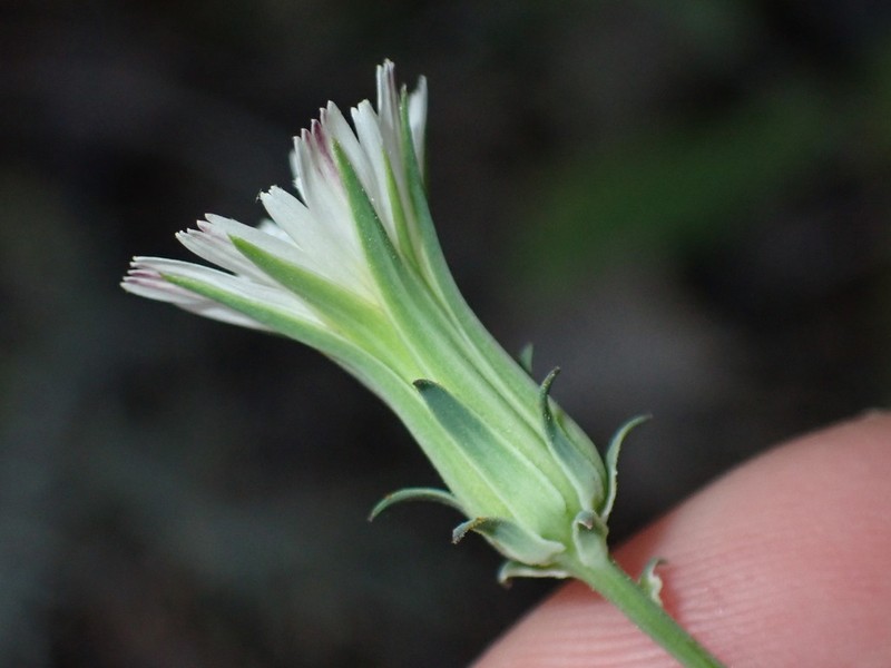 California Plumeseed photo 3