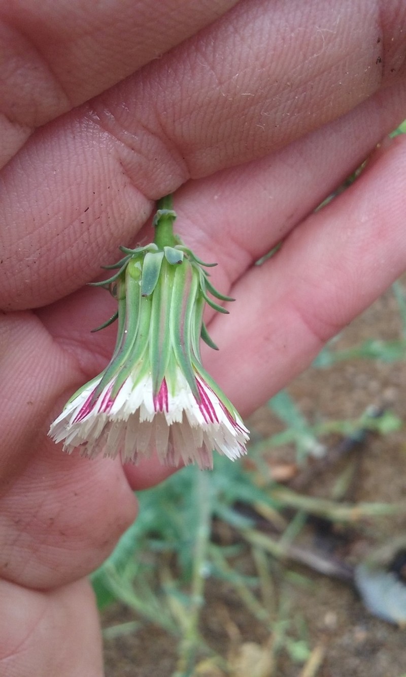 California Plumeseed photo 4