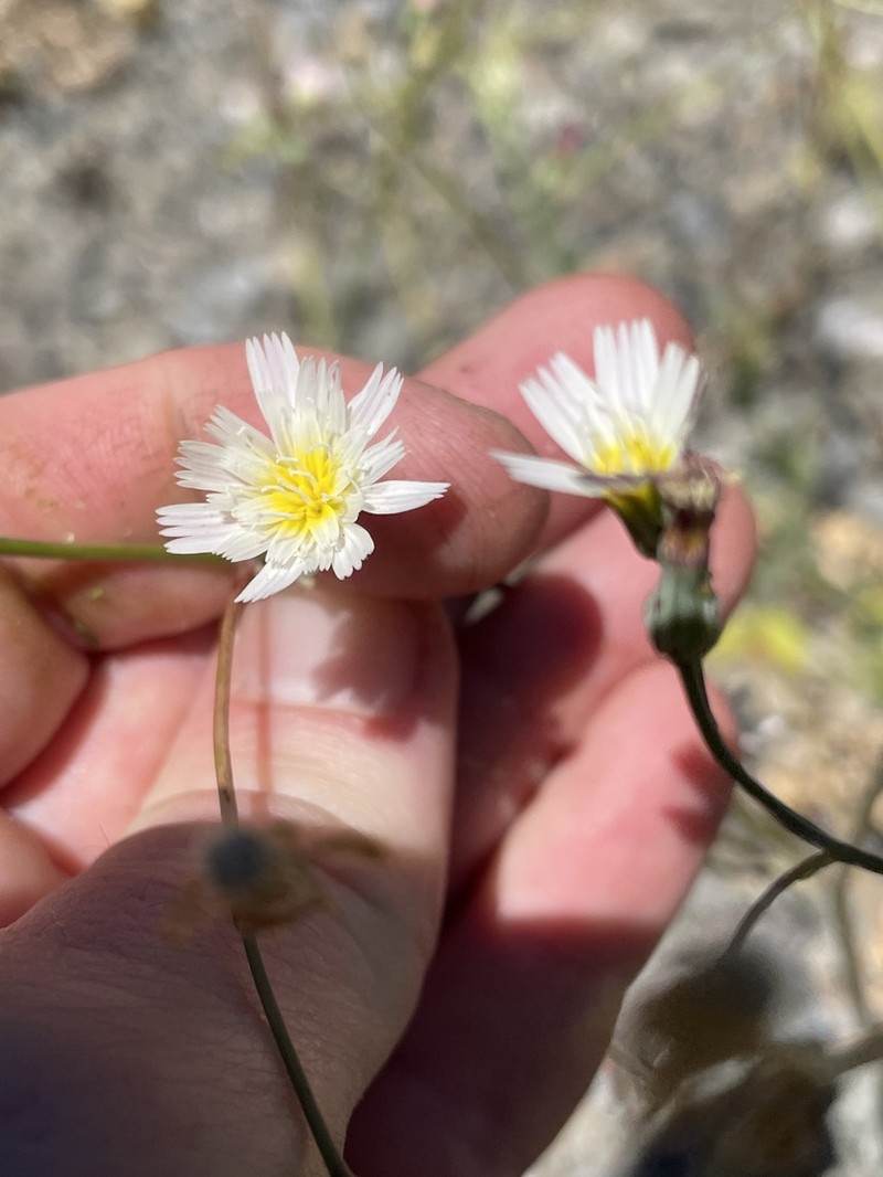 California Plumeseed photo 5