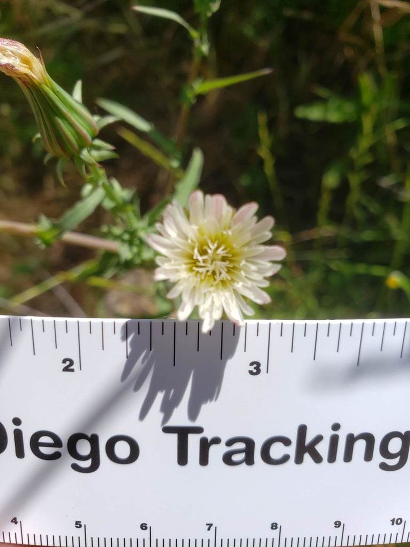 California Plumeseed photo 6