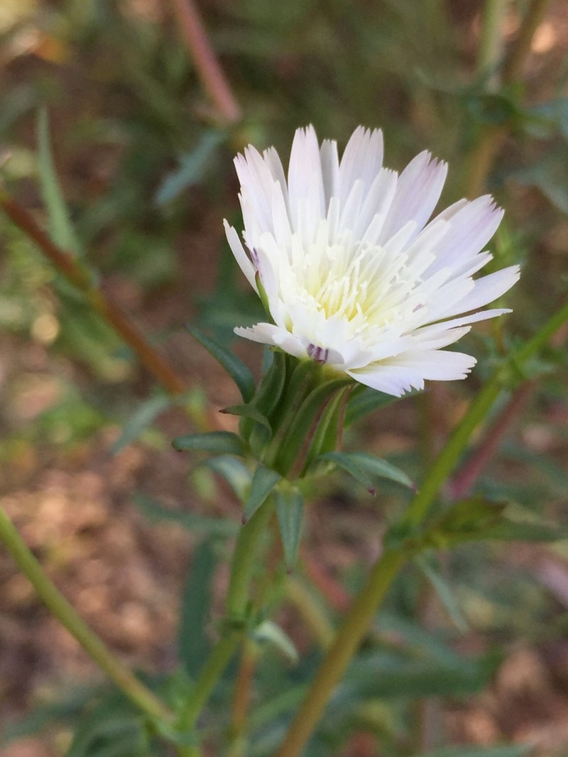 California Plumeseed photo 7