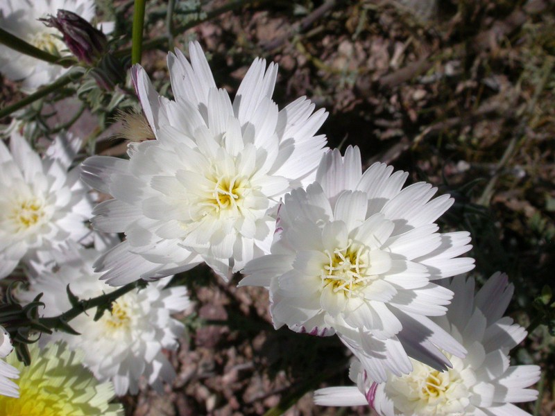 New Mexico Plumeseed