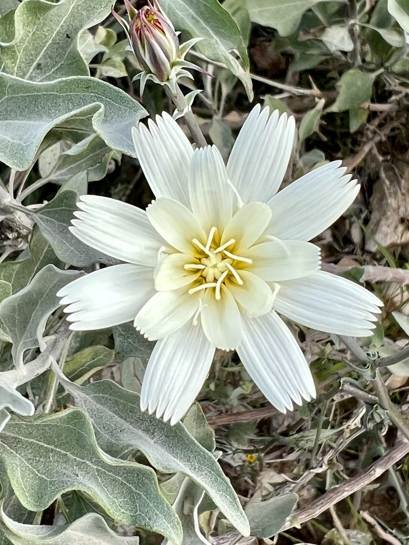 New Mexico Plumeseed photo 3