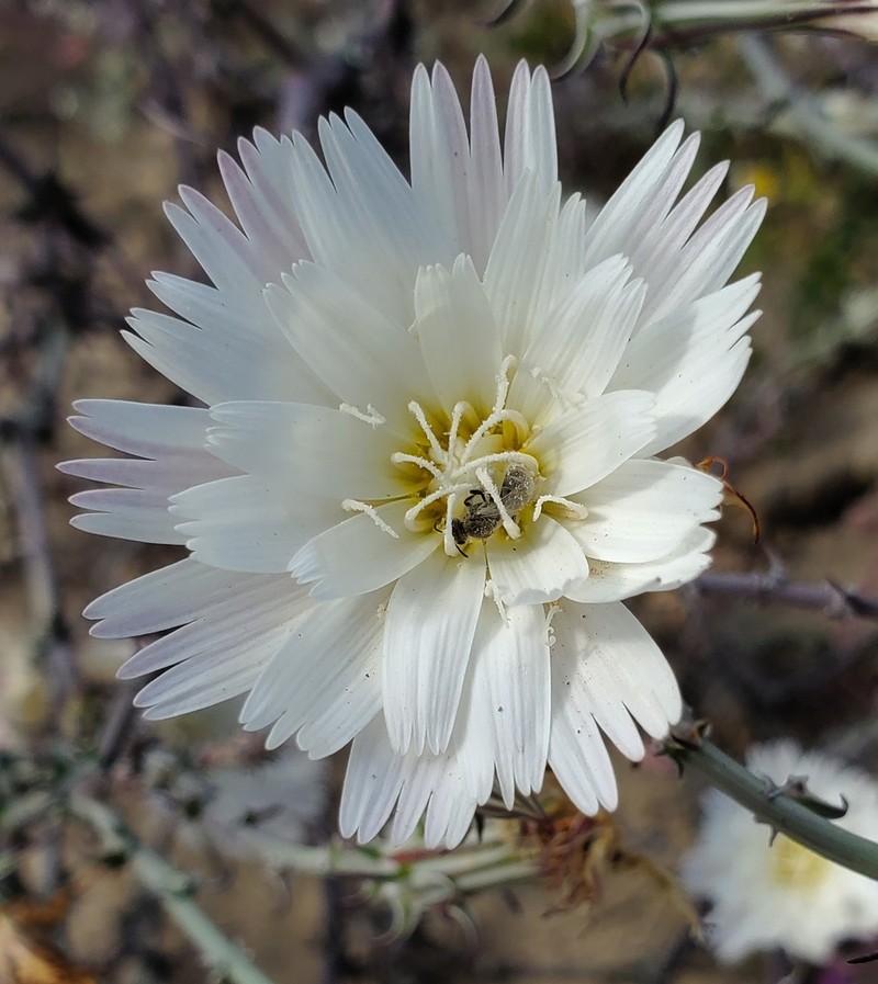 New Mexico Plumeseed photo 6
