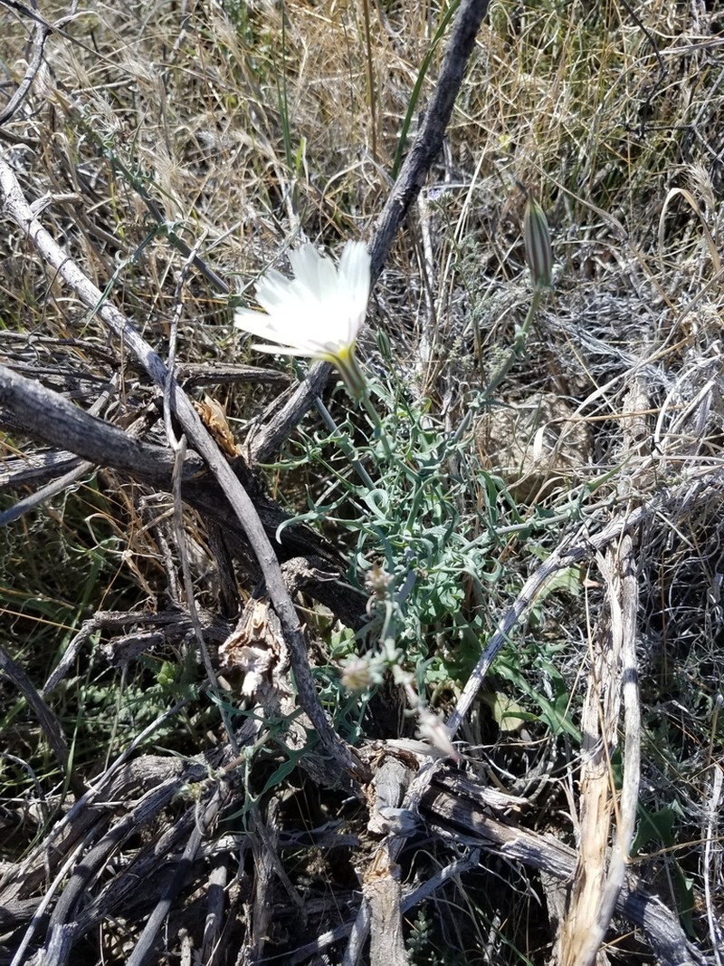 New Mexico Plumeseed photo 8