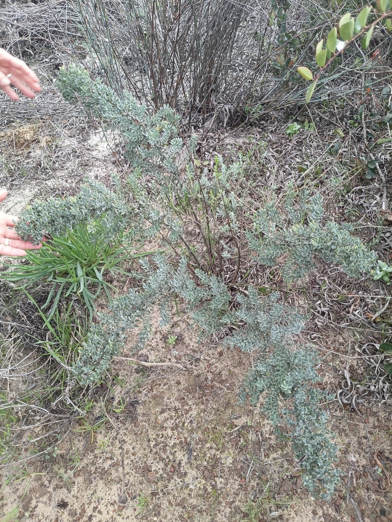 Rafnia angulata subsp. angulata