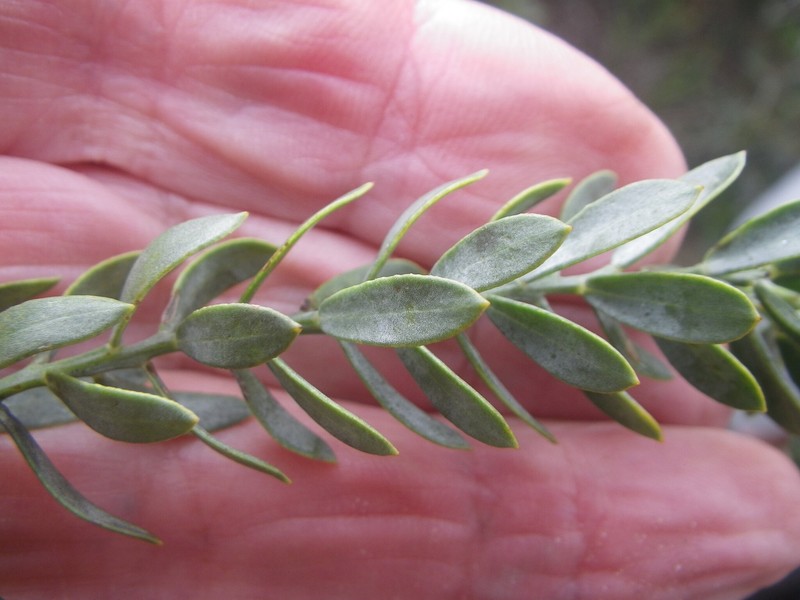 Rafnia angulata subsp. angulata photo 2