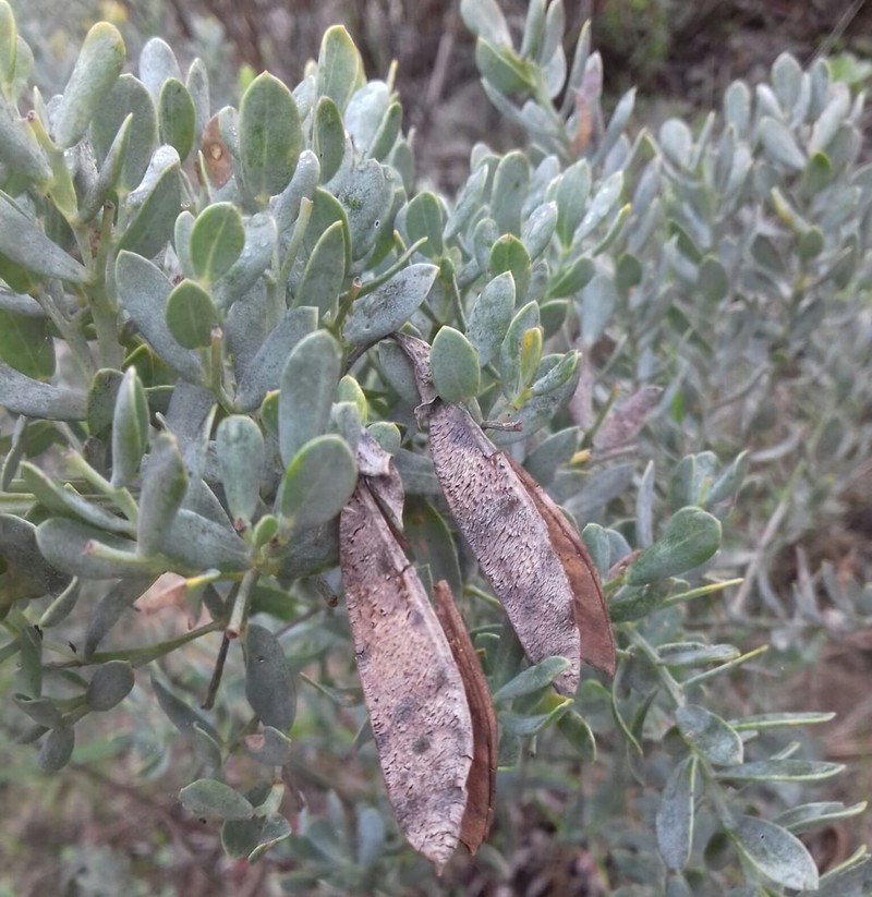 Rafnia angulata subsp. angulata photo 3