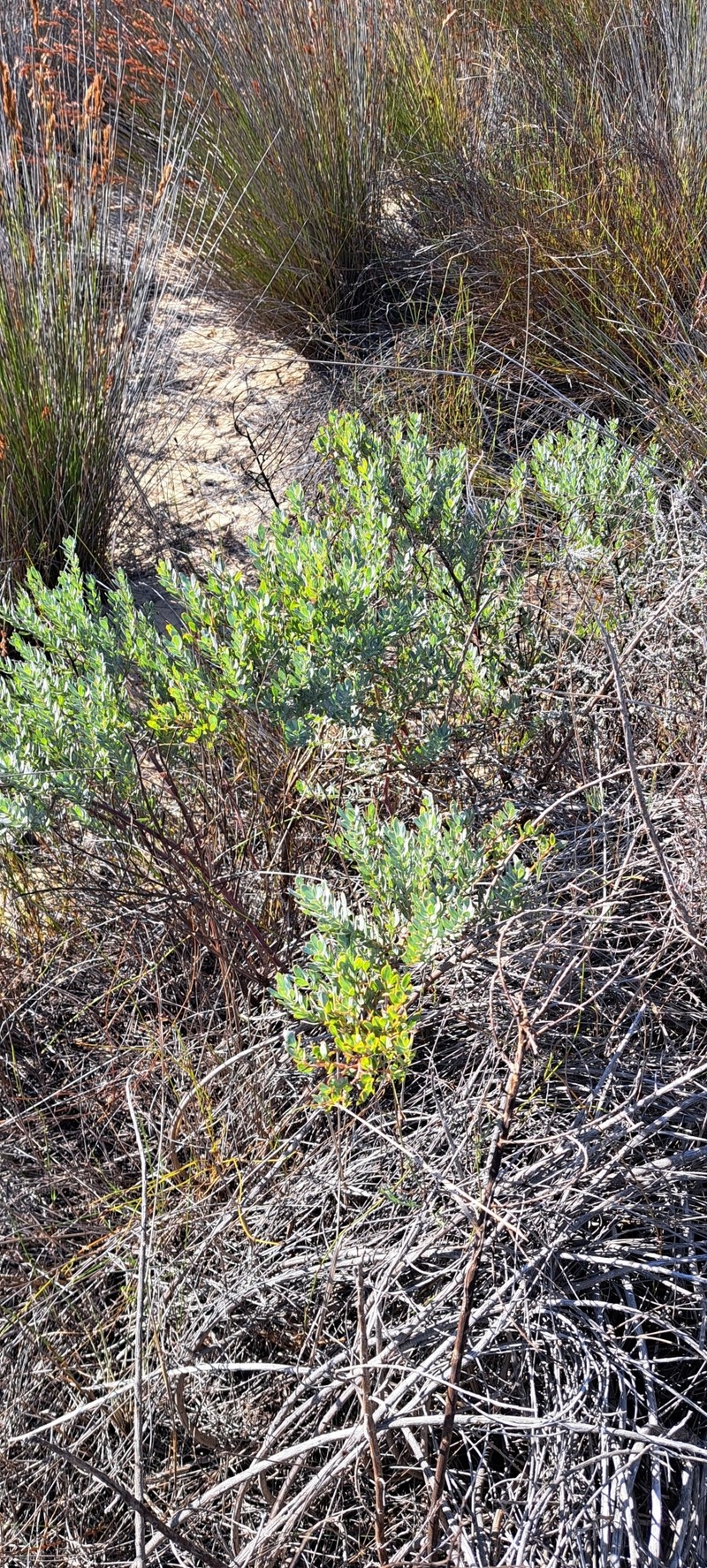 Rafnia angulata subsp. angulata photo 4