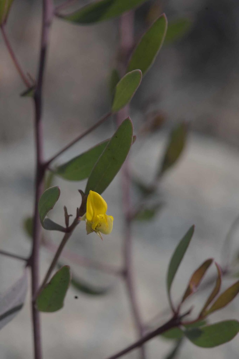 Rafnia capensis subsp. capensis