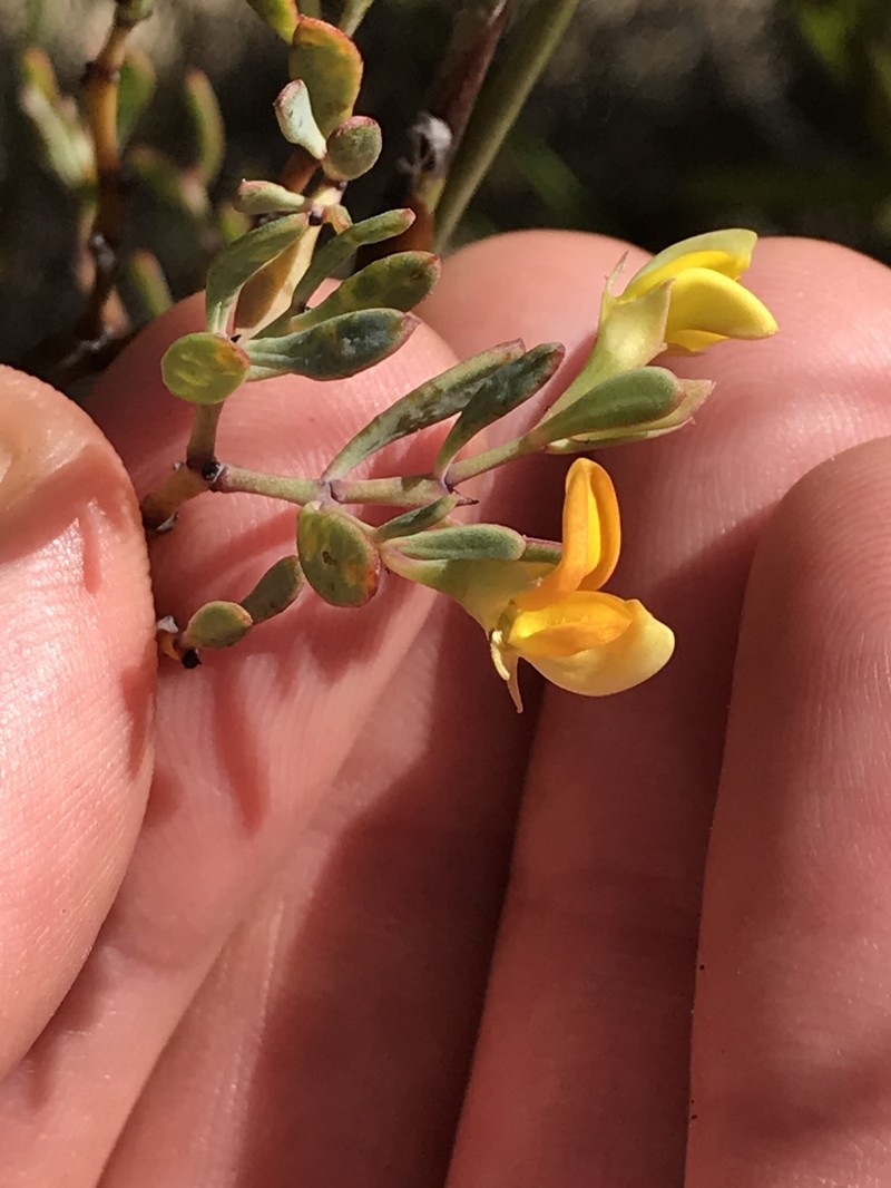 Rafnia capensis subsp. capensis photo 2
