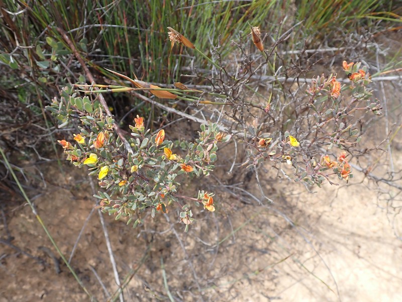 Rafnia capensis subsp. capensis photo 3