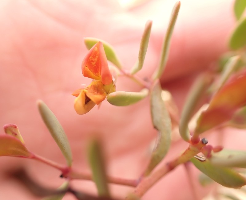 Rafnia capensis subsp. capensis photo 4