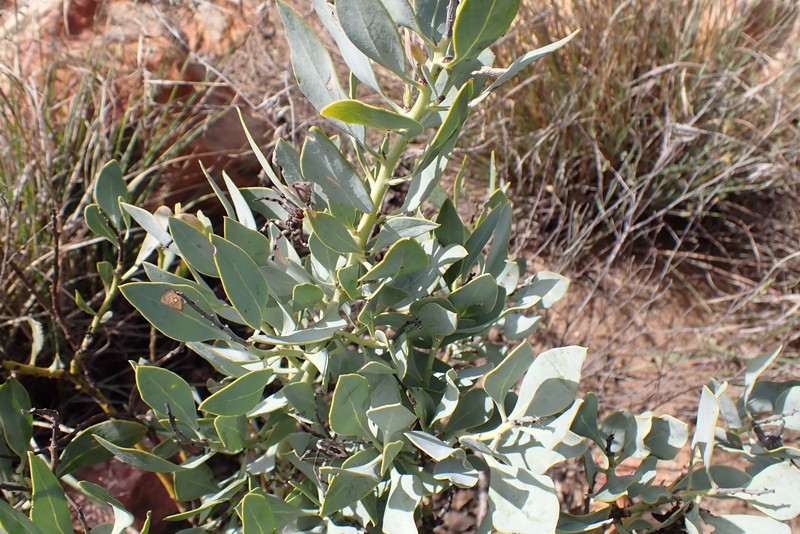 Rafnia racemosa subsp. racemosa photo 2