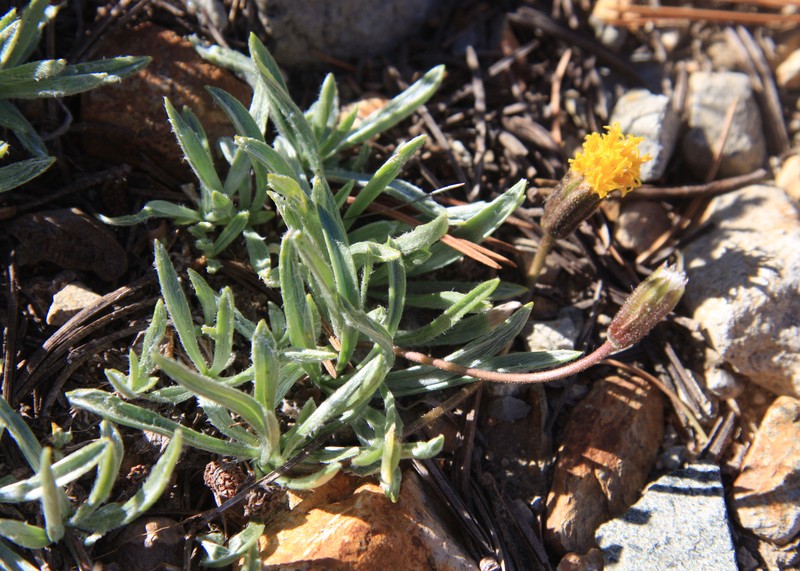 Silky Raillardella photo 4