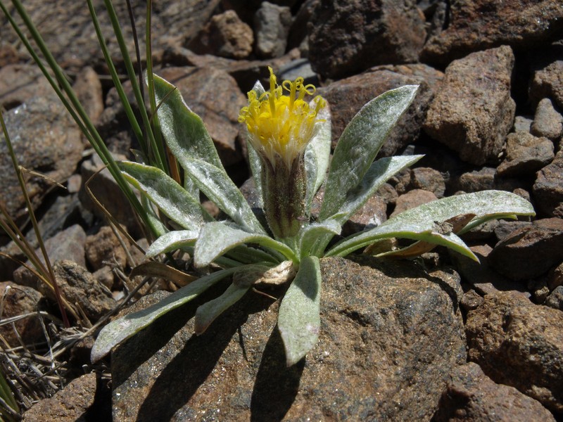 Silky Raillardella