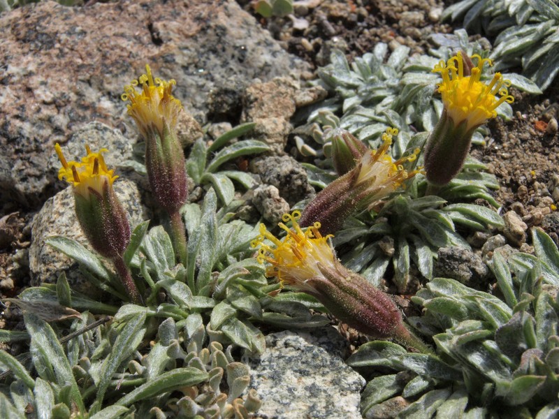 Silky Raillardella photo 2