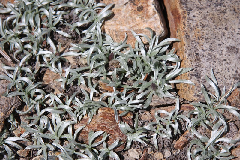 Silky Raillardella photo 3