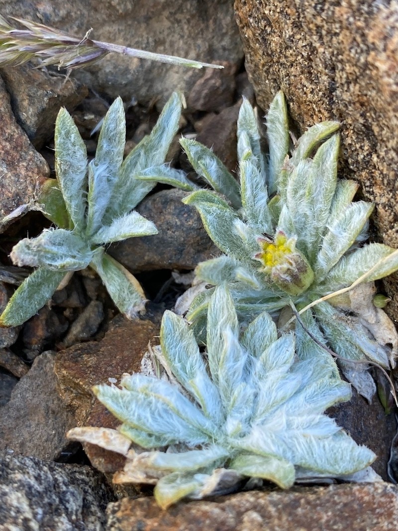 Silky Raillardella photo 3