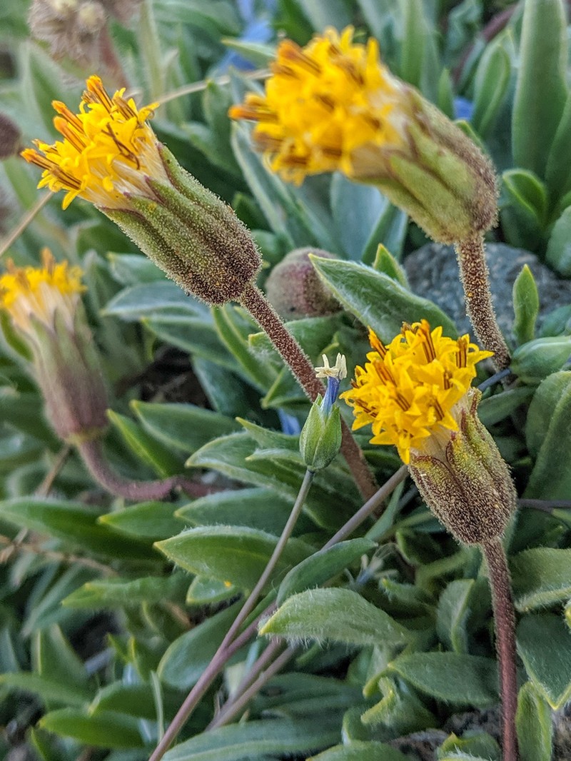 Silky Raillardella photo 4
