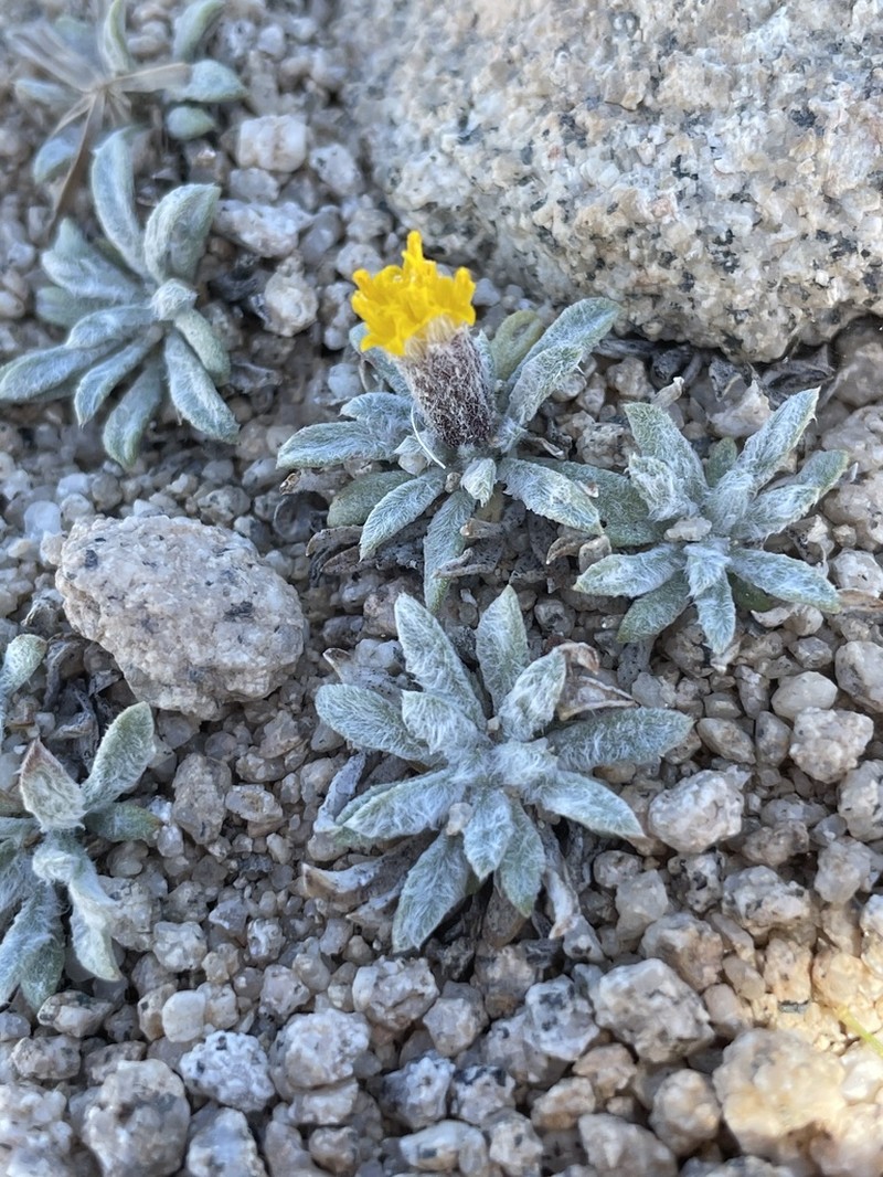 Silky Raillardella photo 5